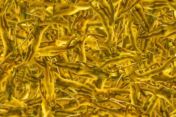 Brandon Lacow MFA-61