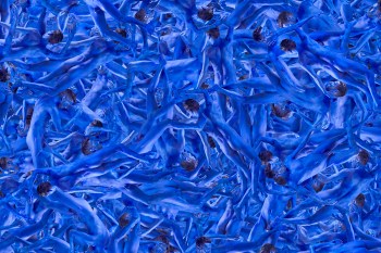 Brandon Lacow MFA-67